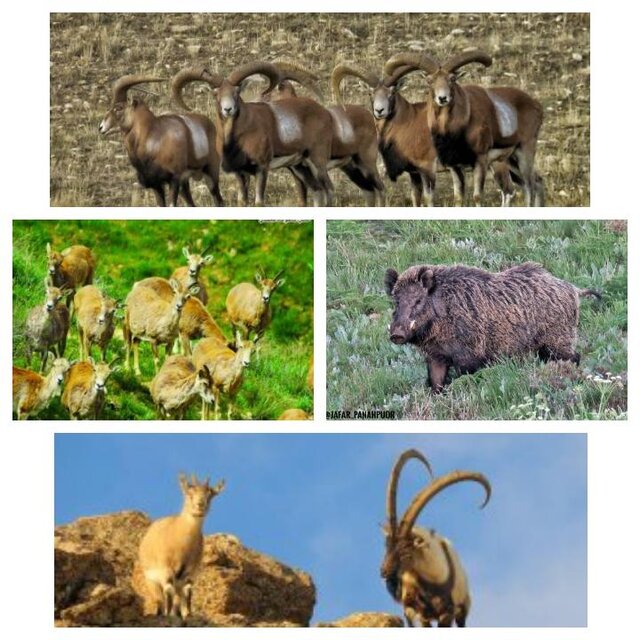 شناسایی بیش از ۳۵۷ گونه جانوری در کردستان
