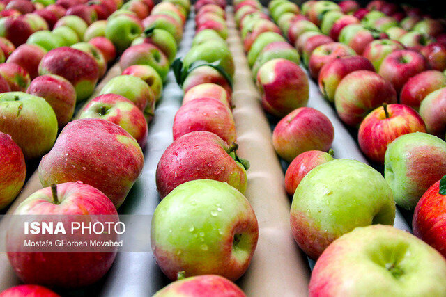 مقدار زیادی سیب درختی روی دست باغداران ماند/  زیرساخت صادراتی نداریم