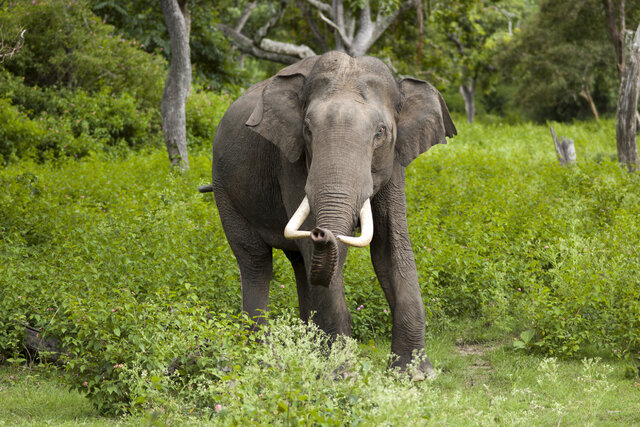 درباره «فیل آسیایی» چه می‌دانید؟