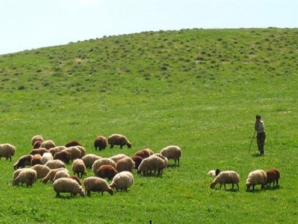 ورود غیرمجاز دام تهدیدی بزرگ برای زیستگاه‌ها و اکوسیستم مناطق