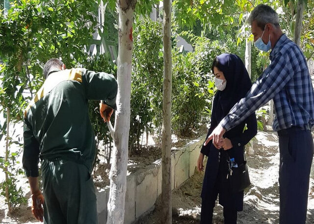 پیشگیری از خزان زودرس درختان چنار در محله‌های مرکزی شهر تهران