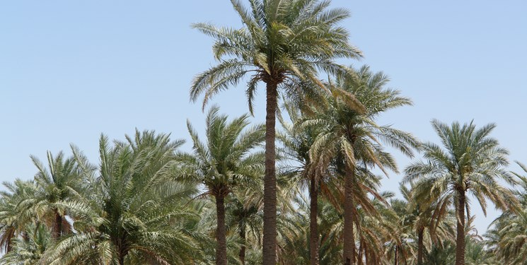 تاثیر بالای خشکی و کم آبی بر آفات و  بیماری نخیلات خوزستان