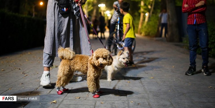 تصمیم شورای ششم شهر تهران درباره سگ گردانی/آرامش به بوستان‌ها باز می گردد؟