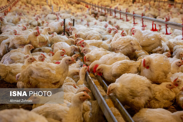کاهش جوجه‌ریزی و افزایش تقاضا قیمت مرغ را افزایش داده است