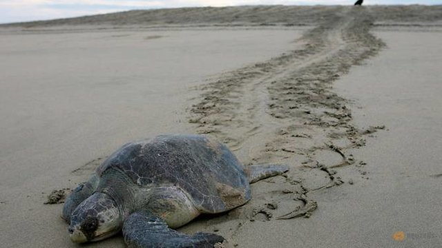 پلاستیک چه بلایی بر سر بچه‌لاک‌پشت‌های دریایی می‌آورد؟