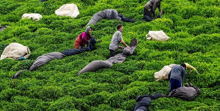 ۸۳ درصد مطالبات چای‌کاران پرداخت شد