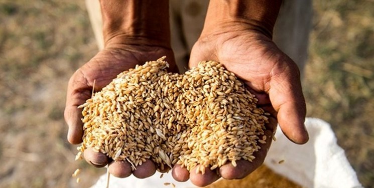 قیمت خرید تضمینی ۴۷ محصول کشاورزی برای سال زراعی آینده اعلام شد + جدول