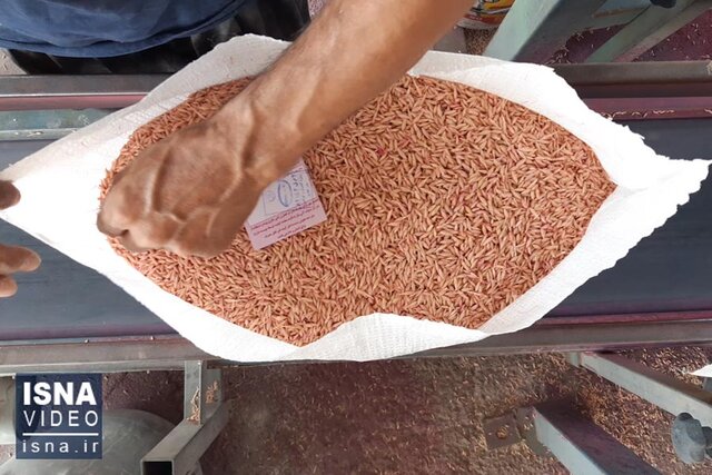 ویدئو / قم، رتبه نخست تولید بذرهای جو و گندم