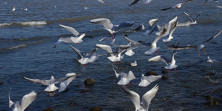 پژوهشگران: محدودیت‌های کرونایی به نفع پرندگان بوده است