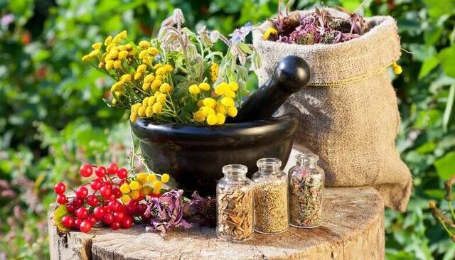 ۳ برنامه ملی برای توسعه ۲۴ گونه گیاه دارویی ۳ برنامه ملی برای توسعه ۲۴ گونه گیاه دارویی