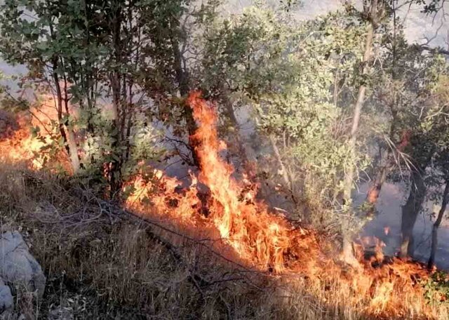 آتش سوزی در جنگل‌های گناوه لری گچساران