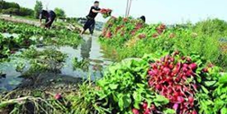 در چین سبزی گرانتر است یا گوشت؟