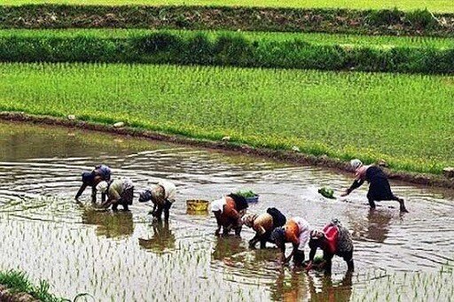 عباسی: برنج از شالی کار حدود ۳۵ – ۳۶ هزار تومان خریداری می‌شود