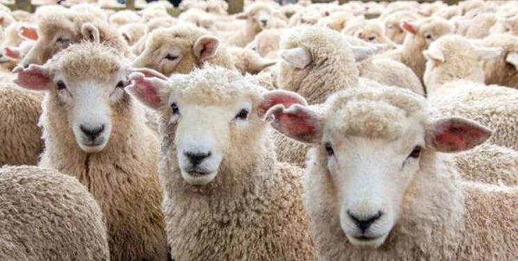 قیمت جدید دام زنده در «شورای قیمت گذاری محصولات اساسی» تصویب شد