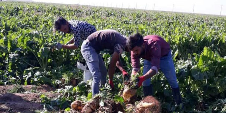الگوی عملی درمسیر خودکفایی حوزه کشاورزی و امنیت غذایی