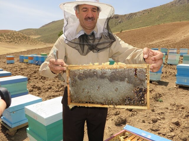 تخریب منابع طبیعی، مهم‌ترین تهدید زنبور عسل/بدون زنبور عسل ۵۰ درصد سفره ما خالی می‌ماند