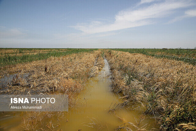 خسارت ۱۵ میلیارد ریالی بارندگی‌ها به بخش کشاورزی گتوند