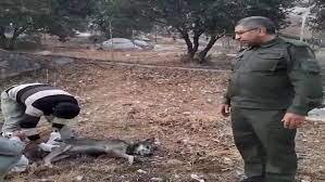 زندهگیری گرگ در سطح شهر خرمآباد زندهگیری گرگ در سطح شهر خرمآباد