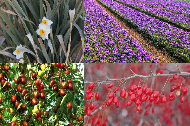 طرح احیای گیاهان بومی در دستور کار معاونت علمی ریاست جمهوری