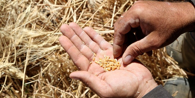 پیشنهاد 7000 میلیارد تومان برای تقویت صندوق بیمه کشاورزی