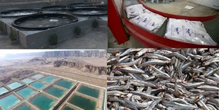 بکارگیری روشهای نوآورانه برای کاهش بیماری میگوها بکارگیری روشهای نوآورانه برای کاهش بیماری میگوها