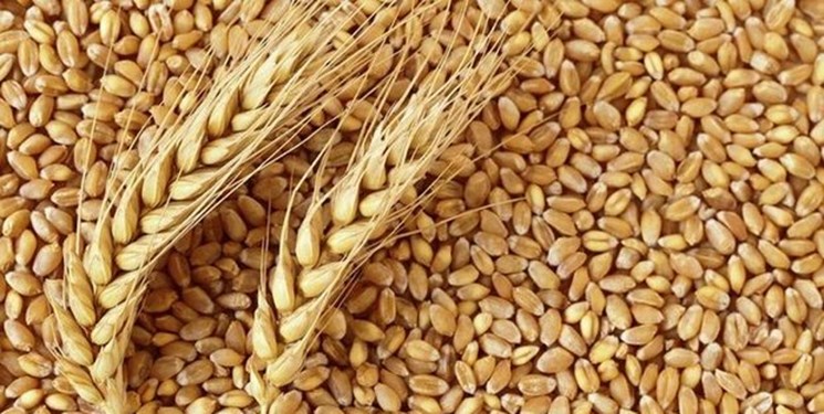 توضیح شرکت بازرگانی دولتی در باره گندم های وارداتی/آزمایشگاه سلامت گندم ها را تایید کرده است