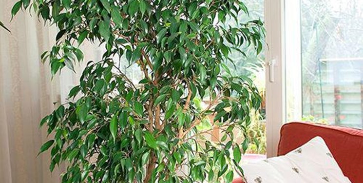 چطور گل را در منزل نگهداریم؟ چطور گل را در منزل نگهداریم؟