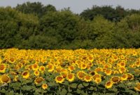 تاثیر کمبود روغن آفتابگردان در مزه غذاها؟ تاثیر کمبود روغن آفتابگردان در مزه غذاها؟
