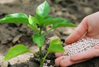 حمایت از طرحهای نوآورانه صنعت کود و آفتکشهای زیستی حمایت از طرحهای نوآورانه صنعت کود و آفتکشهای زیستی