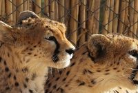 چشم انتظاری «ایران» برای تولد یوزهایش چشم انتظاری «ایران» برای تولد یوزهایش