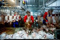 کشتارگاه‌های خوزستان در کشتار و عرضه مرغ ضعیف عمل می‌کنند
