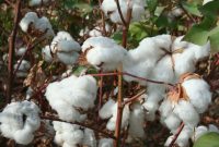 کمبود آب چالش پنبه‌کاران گلستانی/ راهکارهای کشت پنبه در تنش آبی