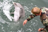 کمک دلفین‌های ارتش روسیه در محافظت از بنادر مهم نظامی