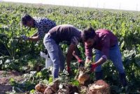 افزایش ۶۰ درصدی قیمت تضمینی چغندرقند
