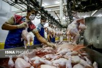 انتقاد از نحوه تعیین سود کشتار و توزیع مرغ