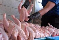 توزیع ٢٧٠ تن مرغ کشتار روز در خوزستان