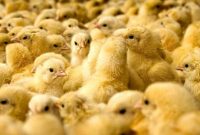 توقف ‌جوجه‌کُشی با اجرای دقیق بسته حمایتی دولت/ مازاد تولید مرغداران‌ خریداری می‌شود