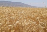 خبر خوب روسیه درباره تولید گندم خبر خوب روسیه درباره تولید گندم