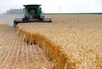 ذخایر گندم جهانی در پایین‌ترین سطح ۶ سال اخیر!