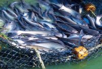 صادرات محصولات شیلاتی به یک میلیارد دلار می‌رسد/ پرورش ماهیان خاویاری در ۲۲ استان