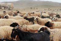نهاده دام عشایر در ماه‌های آینده هم با یارانه پرداخت می شود