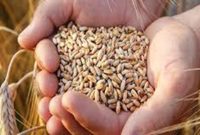 واردات 96میلیون تن گندم طی 30سال واردات 96میلیون تن گندم طی 30سال