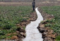 اعطای کمک‌های ویژه به کشاورزانی که محصول کم آب کشت کنند