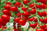 افزایش عوارض صادرات گوجه‌فرنگی از صفر به ۶۰۰۰ تومان