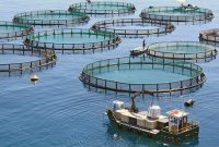 اولین طرح پایلوت پرورش ماهی در قفس خوزستان امسال اجرایی می‌شود