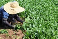 بررسی موضوع کشت محصولات خوراکی با آبهای آلوده در کمیسیون اصل ۹۰ بررسی موضوع کشت محصولات خوراکی با آبهای آلوده در کمیسیون اصل ۹۰