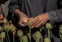 تخریب مزارع زیر کشت مواد مخدر در افغانستان و راه دشوار طالبان