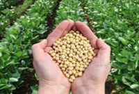 جزئیات بسته حمایتی برای کشاورزان/سویا کاران چقدر پاداش می گیرند