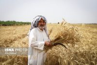 خریداری حدود ۳۹ هزار تن گندم از کشاورزان شادگان