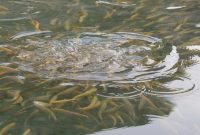 رهاسازی ۳۸۴ هزار قطعه بچه ماهی بومی در دریاچه سد حمیدیه